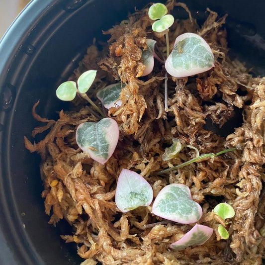 Healthy Verigated String of Hearts Cuttings - Rooted