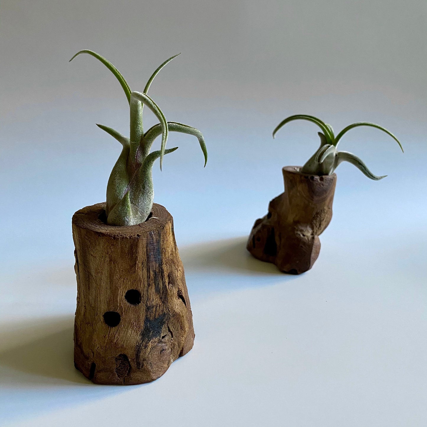 Wood Air Plant Holder