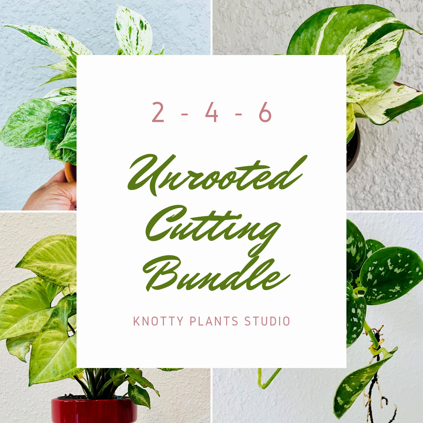 Mystery Cutting Edition - 2, 4, or 6 Cuttings Box