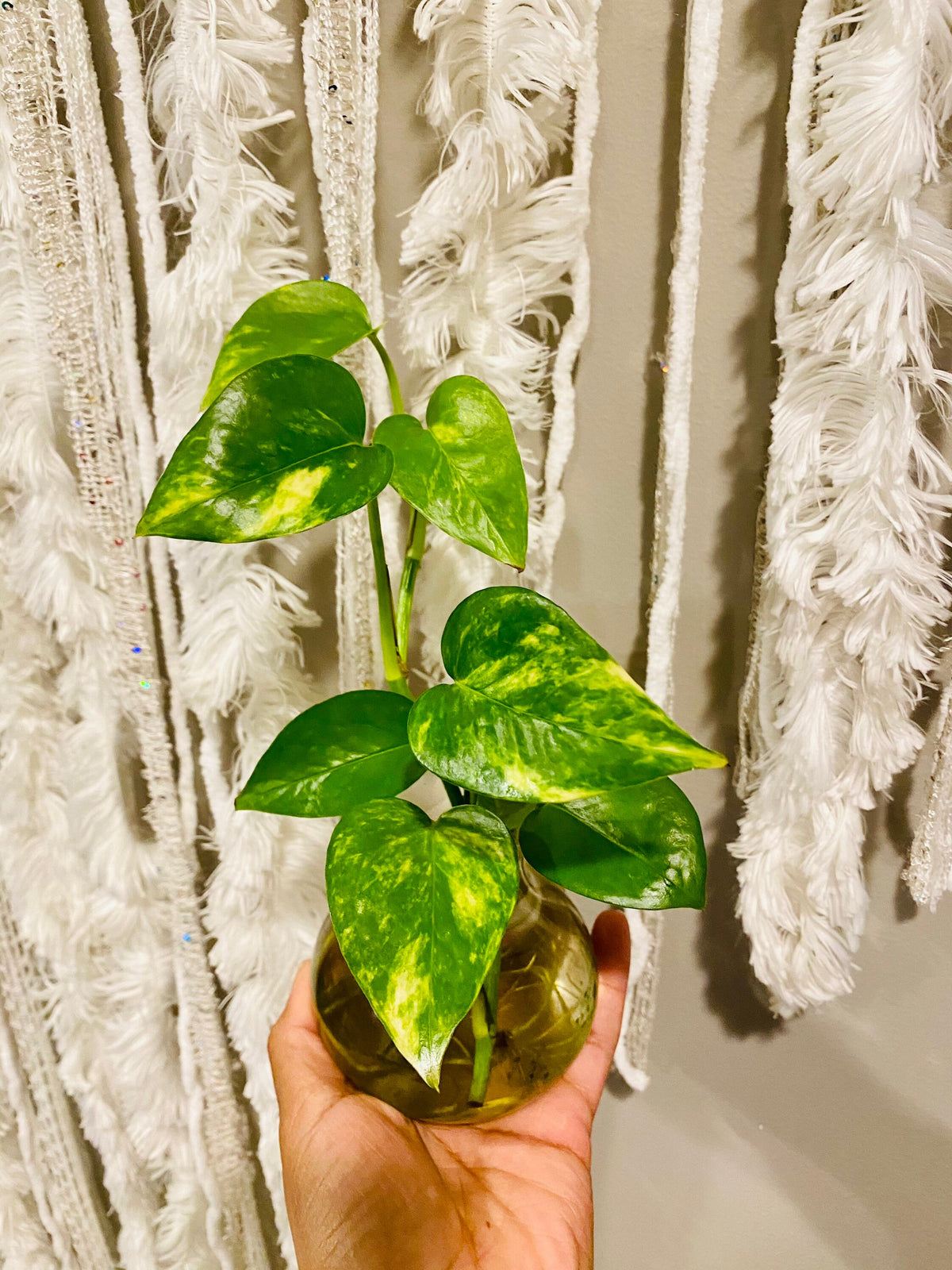 Iconic Golden Pothos