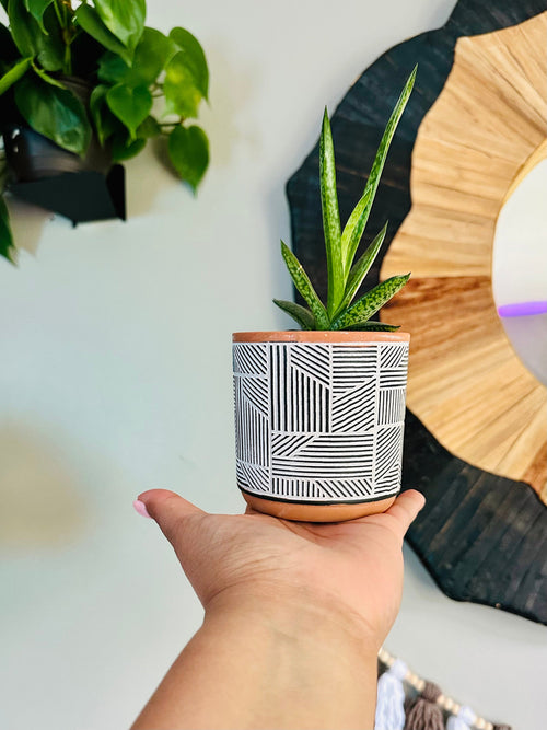 3.5 Inch Terracotta Planter - Ceramic Pot - Black & White Style