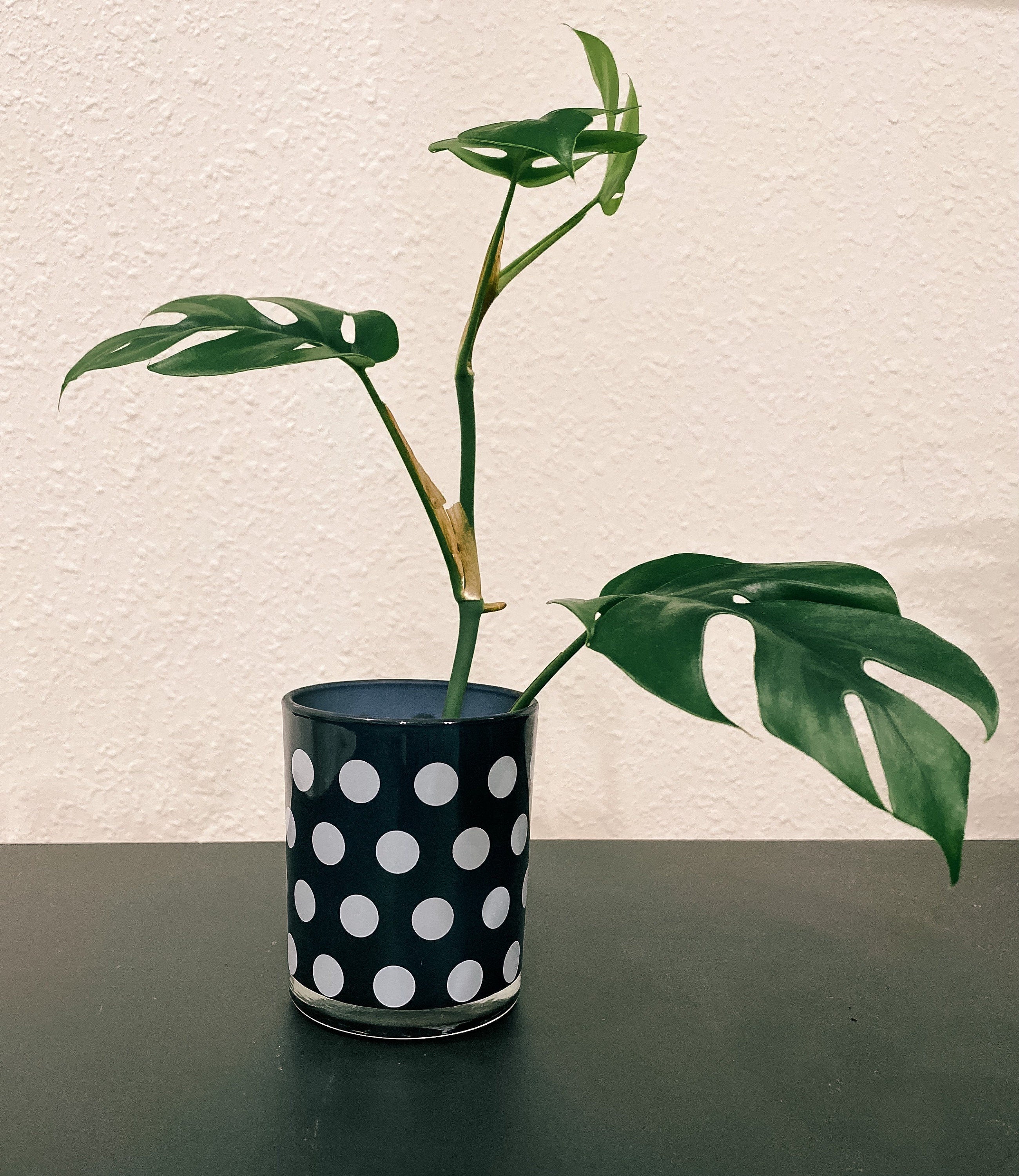 Beautiful Mini Monstera Cuttings - Rhaphidophora Tetrasperma