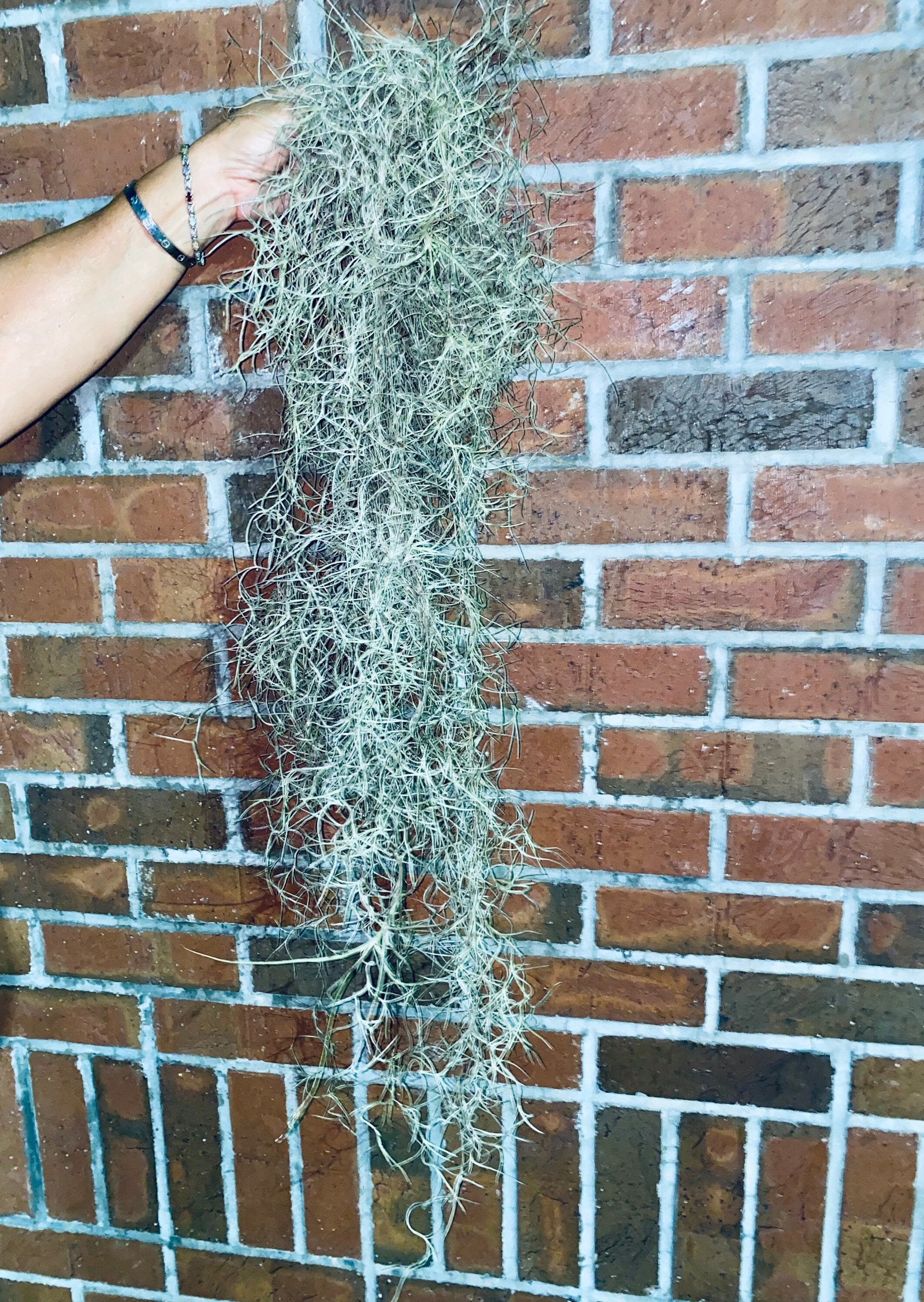Spanish Moss Air Plants - 1 Yard Length