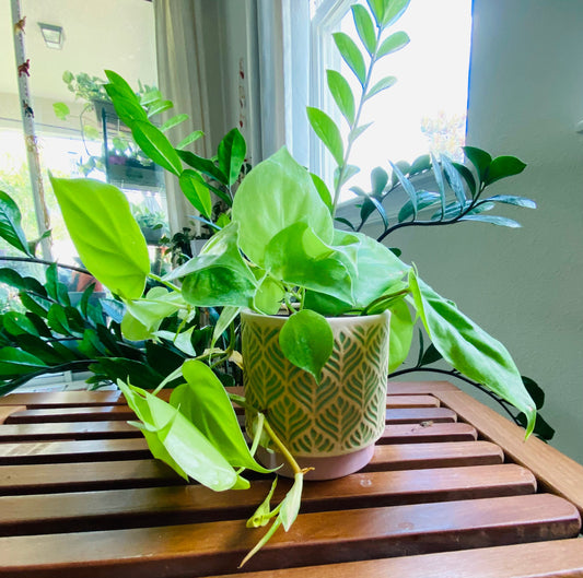 4-Inch Green Leafs Catcher Pot - Cream and Brown Ceramic Pot