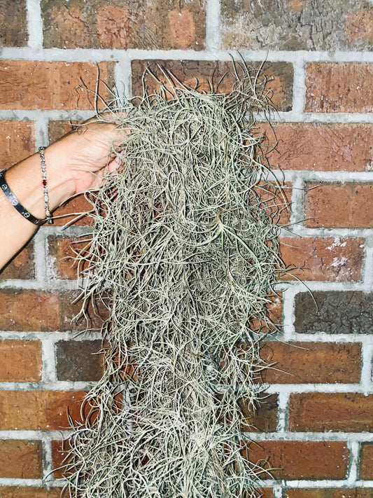 Spanish Moss Air Plants - 1 Yard Length
