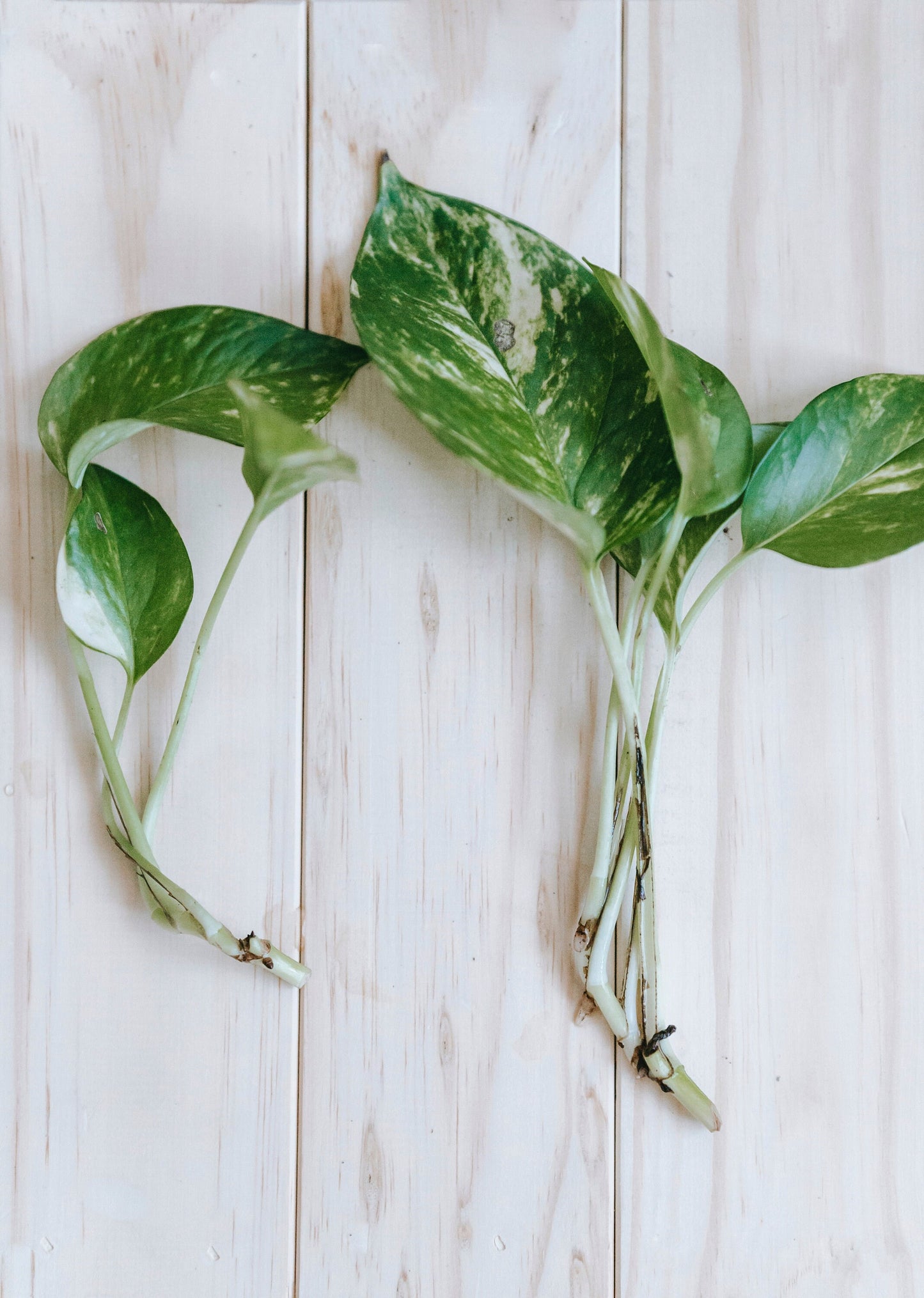 Iconic Golden Pothos