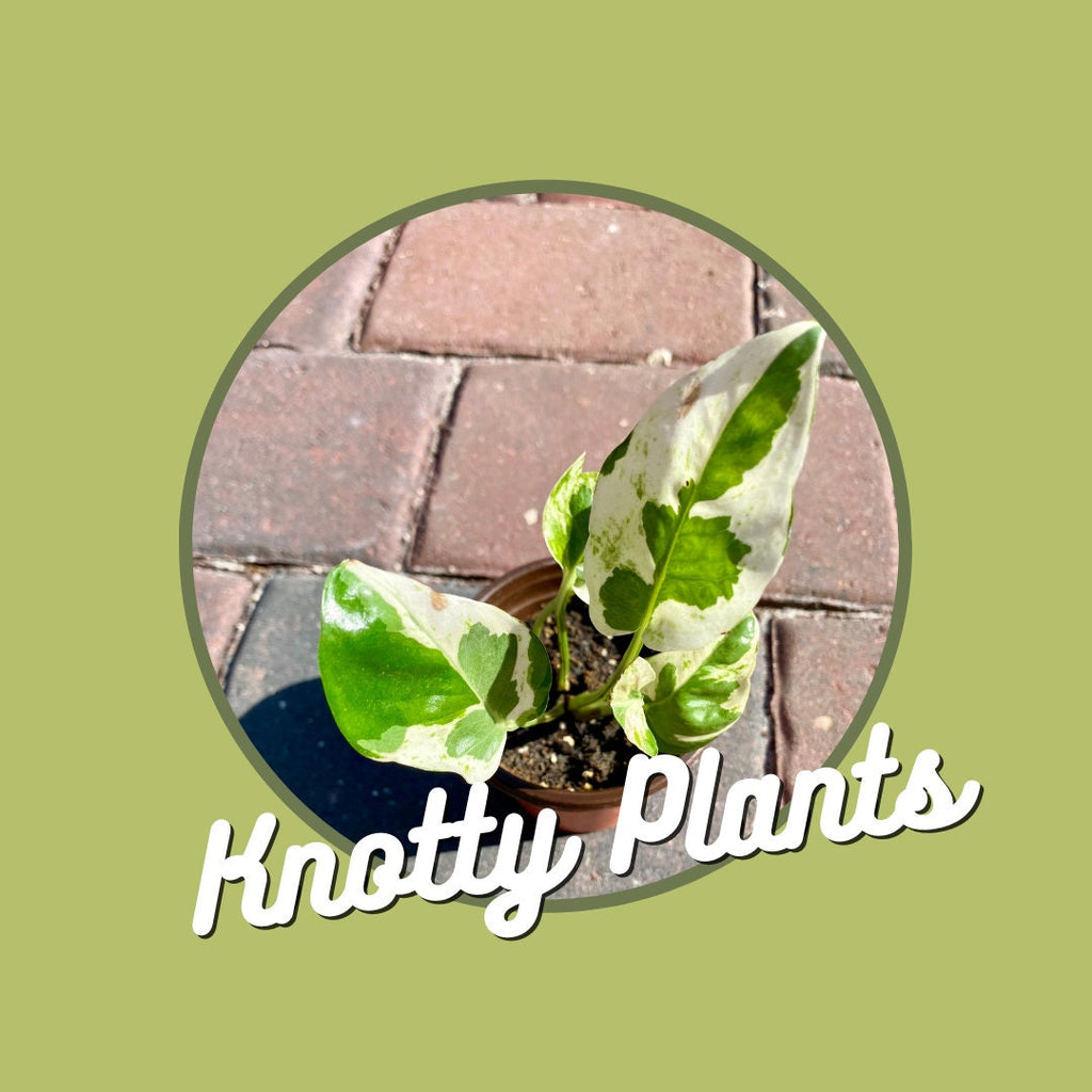 Quarterly Rare & Special Plant Subscription - 4 Inch Pot