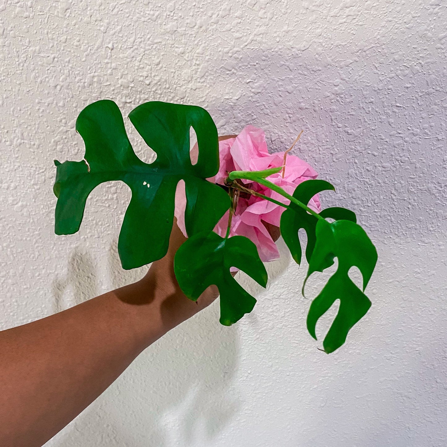 Beautiful Mini Monstera Cuttings - Rhaphidophora Tetrasperma