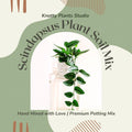 Scindapsus Plant Soil Mix - Custom Soil - Organic
