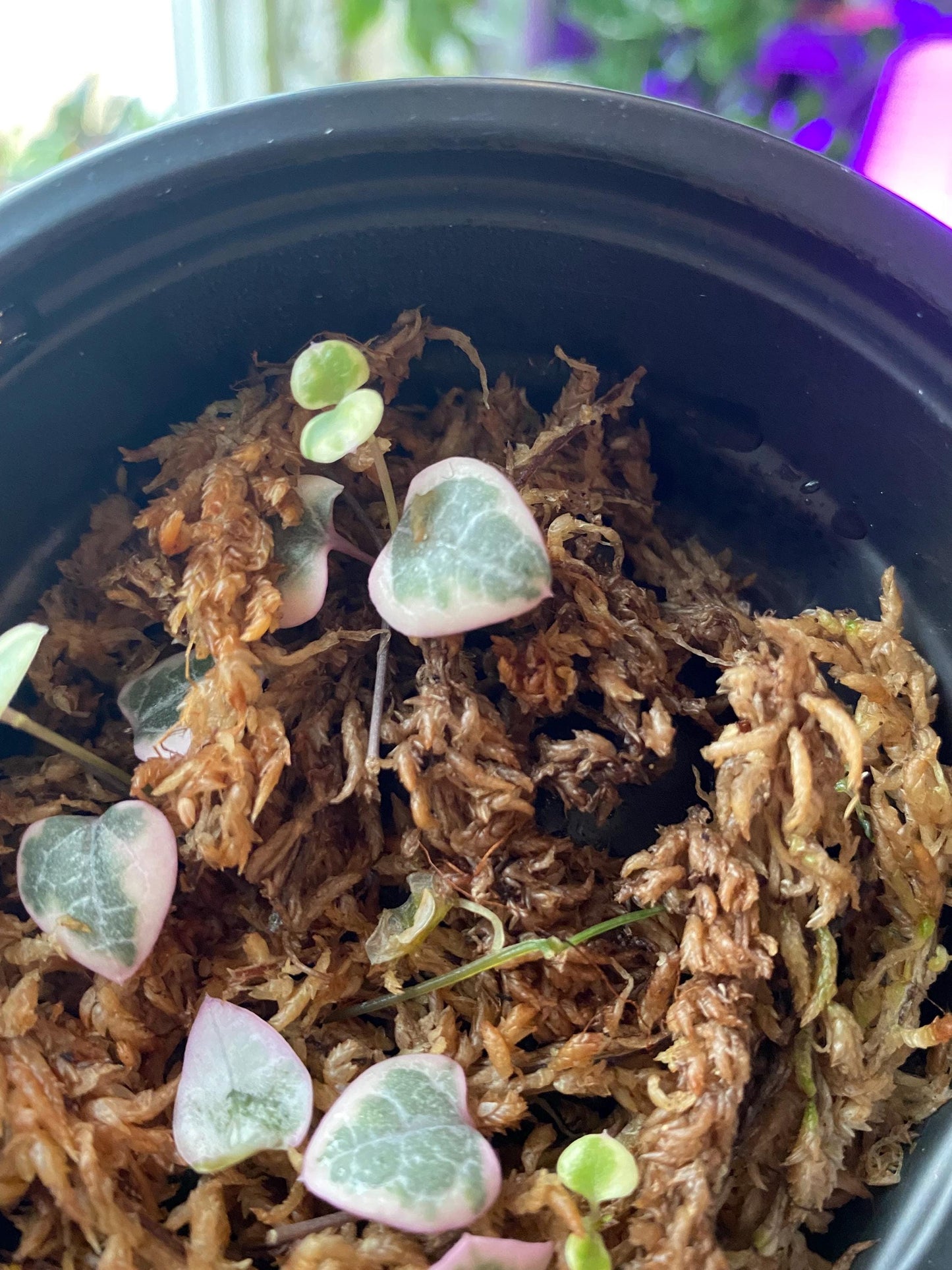 Healthy Verigated String of Hearts Cuttings - Rooted