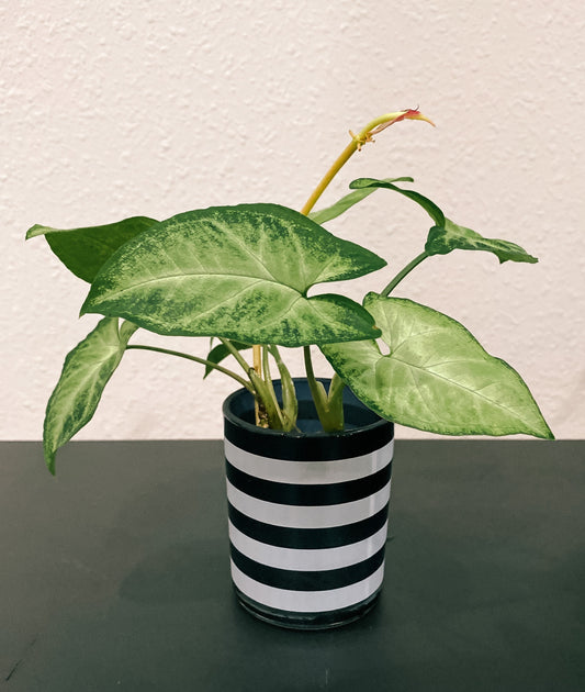 Black and White Propagation Container - Modern Glass Vessel