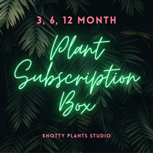 Subscription Box 4 Inch Nursery Pot - 3, 6, 12 Month