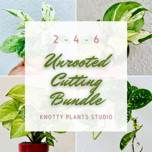 Mystery Cutting Edition - 2, 4, or 6 Cuttings Box