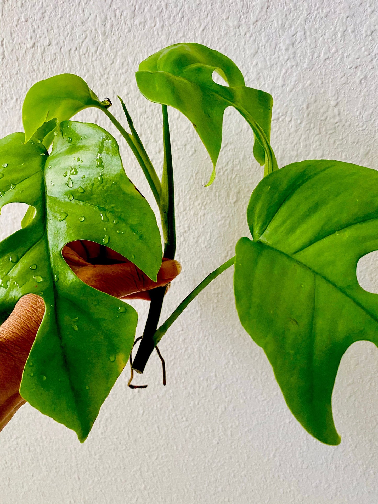 Beautiful Mini Monstera Cuttings - Rhaphidophora Tetrasperma