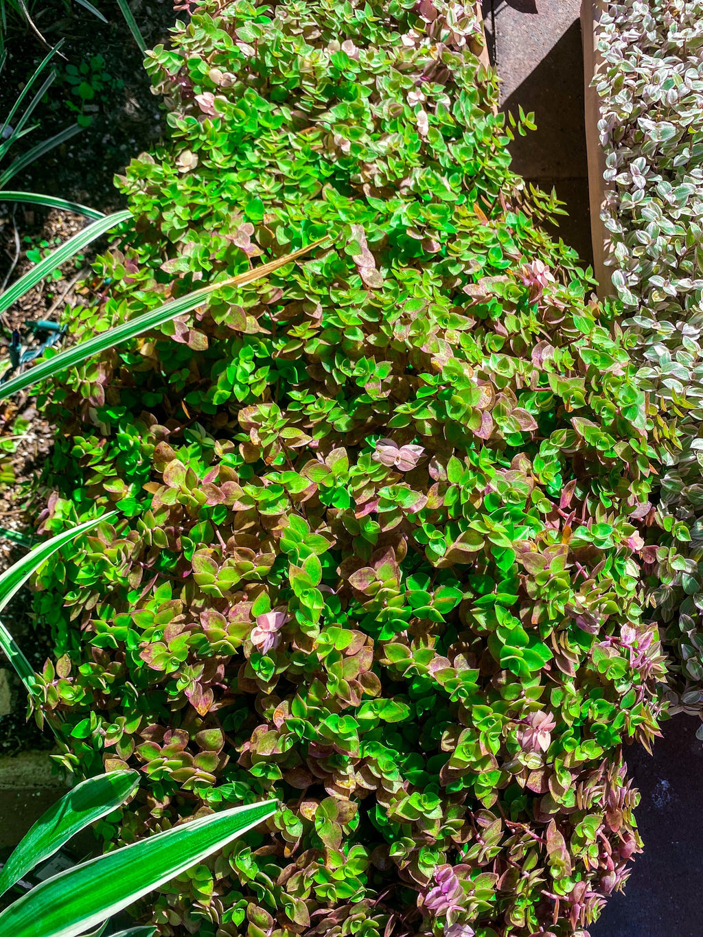 Buy 1 get 1 FREE - Healthy Dwarf Wandering Dude (Callisia Repens)