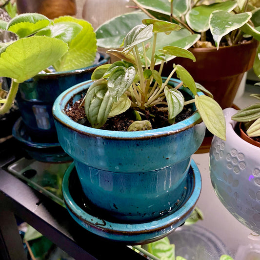 Pick Your Color Ceramic Pot - 3 Inch Pot Size