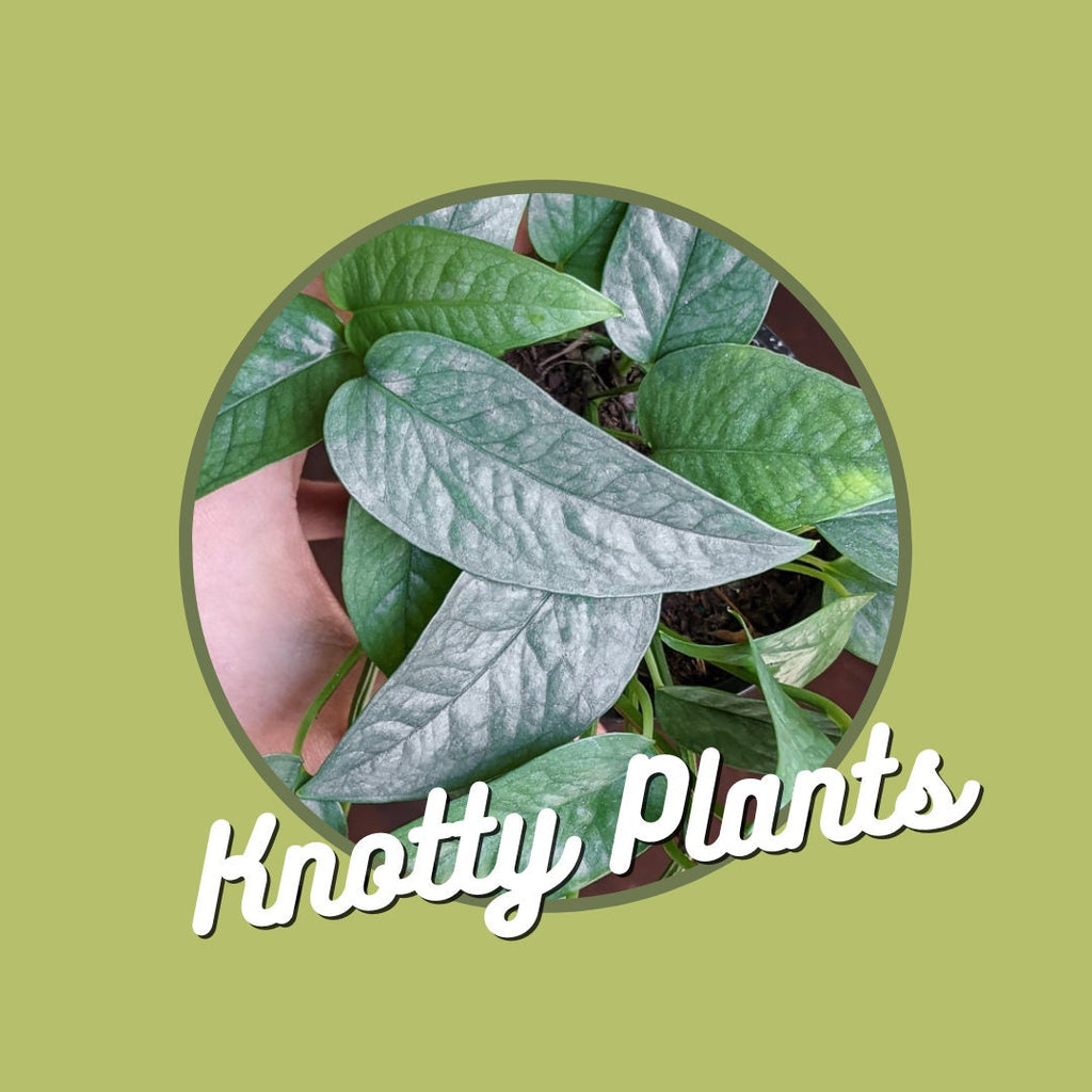 Quarterly Rare & Special Plant Subscription - 4 Inch Pot