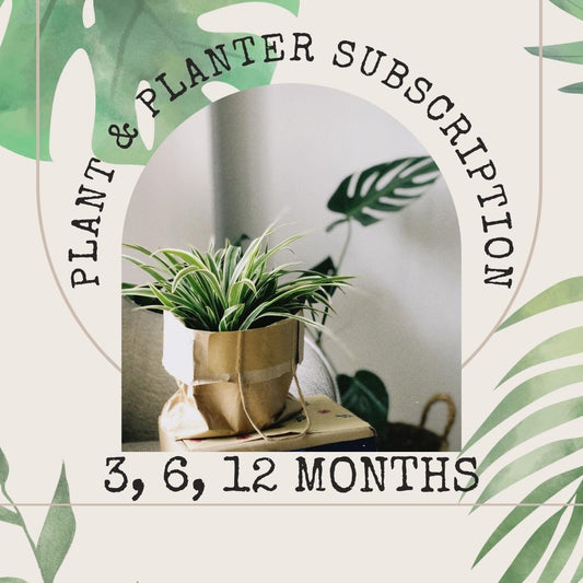 Plant PLUS Planter Subscription - 4 Inch Planter Pot - 3, 6, 12 Month