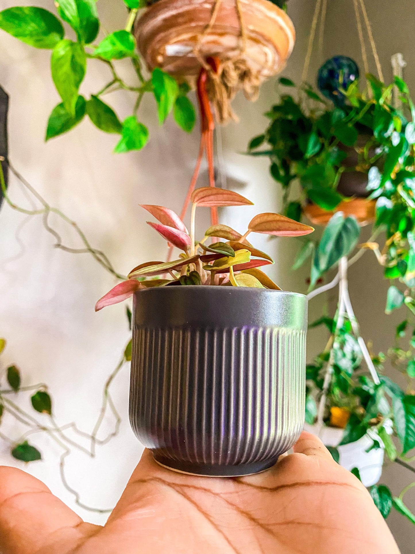 Ribbed Gray Ceramic Pot - 2 Inch