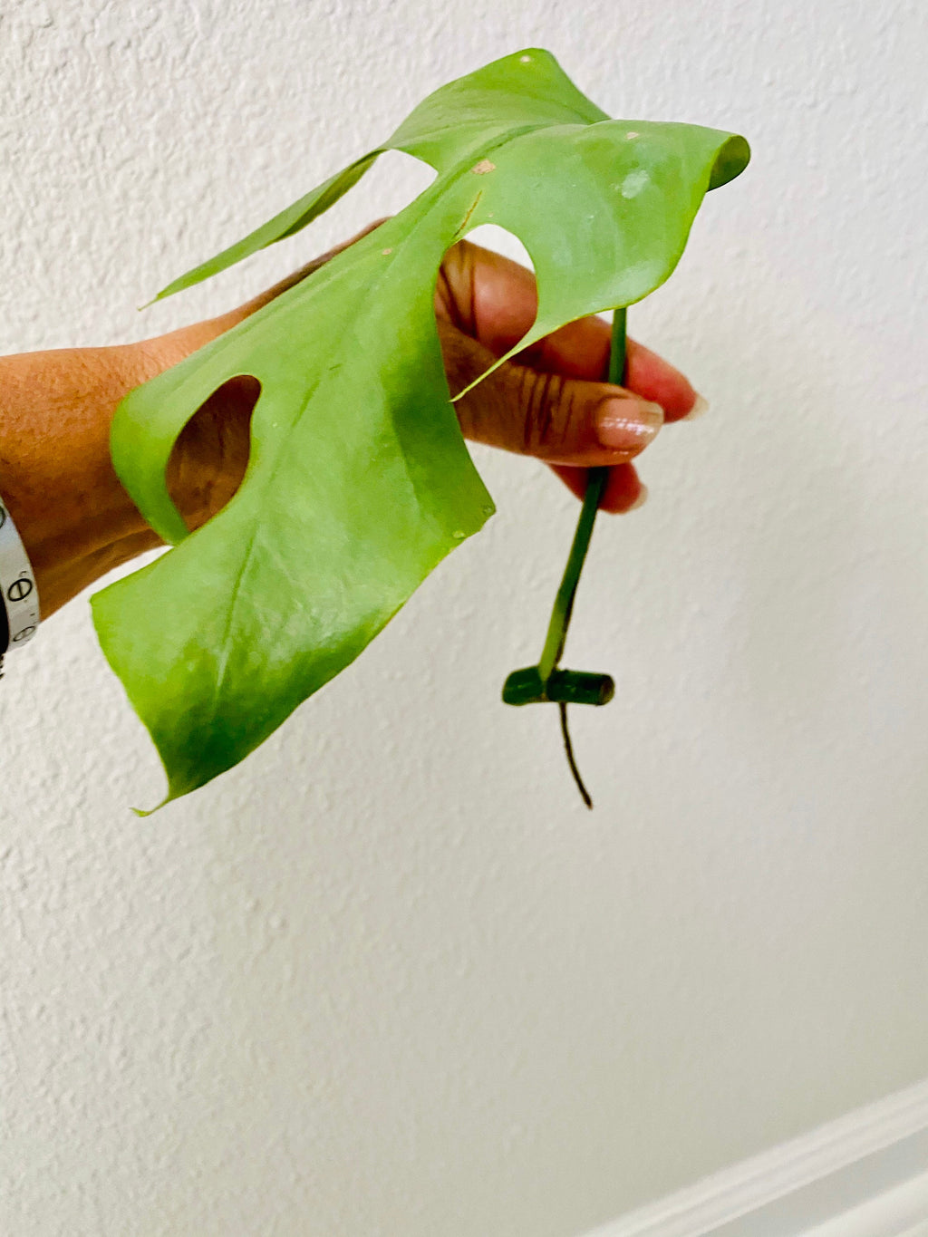 Beautiful Mini Monstera Cuttings - Rhaphidophora Tetrasperma