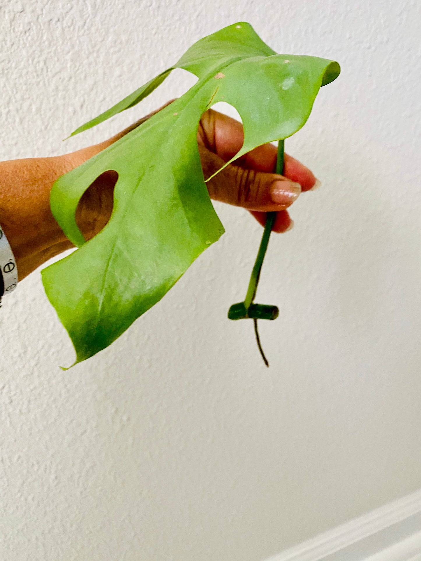 Beautiful Mini Monstera Cuttings - Rhaphidophora Tetrasperma