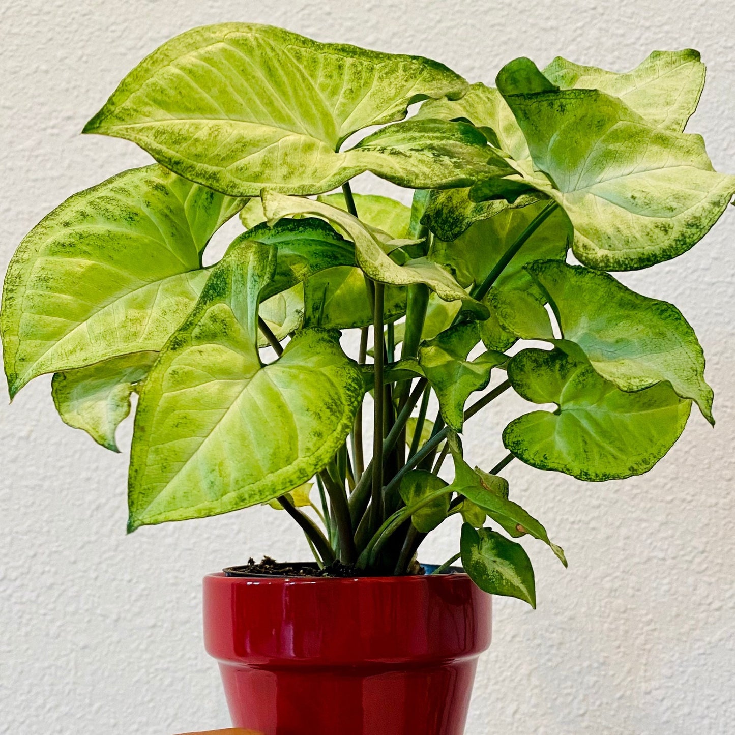Mystery Cutting Edition - 2, 4, or 6 Cuttings Box
