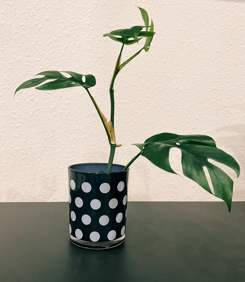 Black and White Propagation Container - Modern Glass Vessel