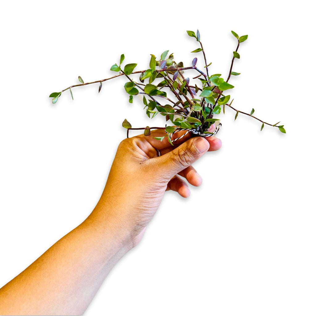 Buy 1 get 1 FREE - Healthy Dwarf Wandering Dude (Callisia Repens)