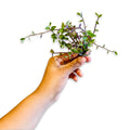 Buy 1 get 1 FREE - Healthy Dwarf Wandering Dude (Callisia Repens)