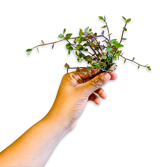 Buy 1 get 1 FREE - Healthy Dwarf Wandering Dude (Callisia Repens)