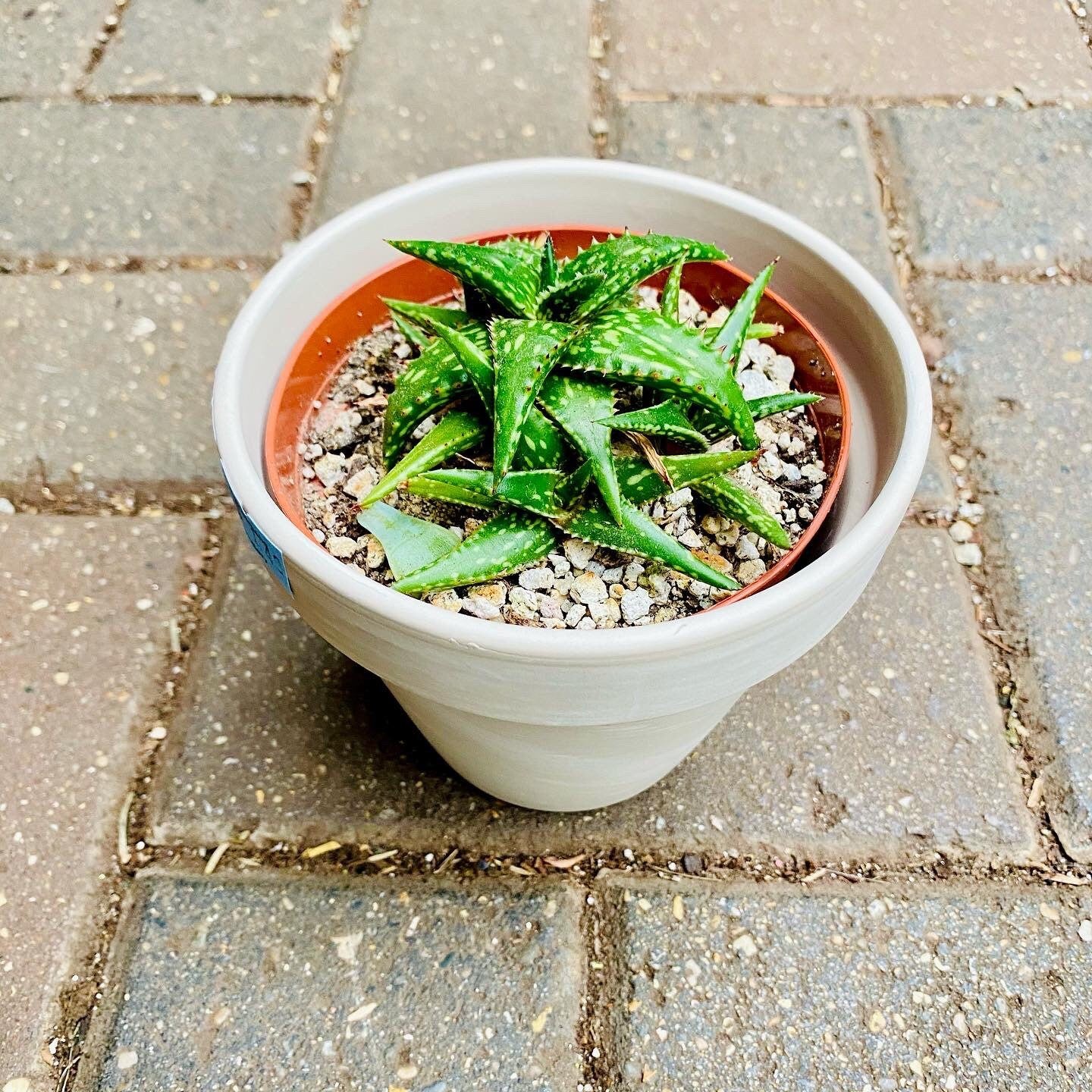 Cream/Grey/Dark Gray/Terracotta Marble Clay Pot - 4 Inch Pot Size