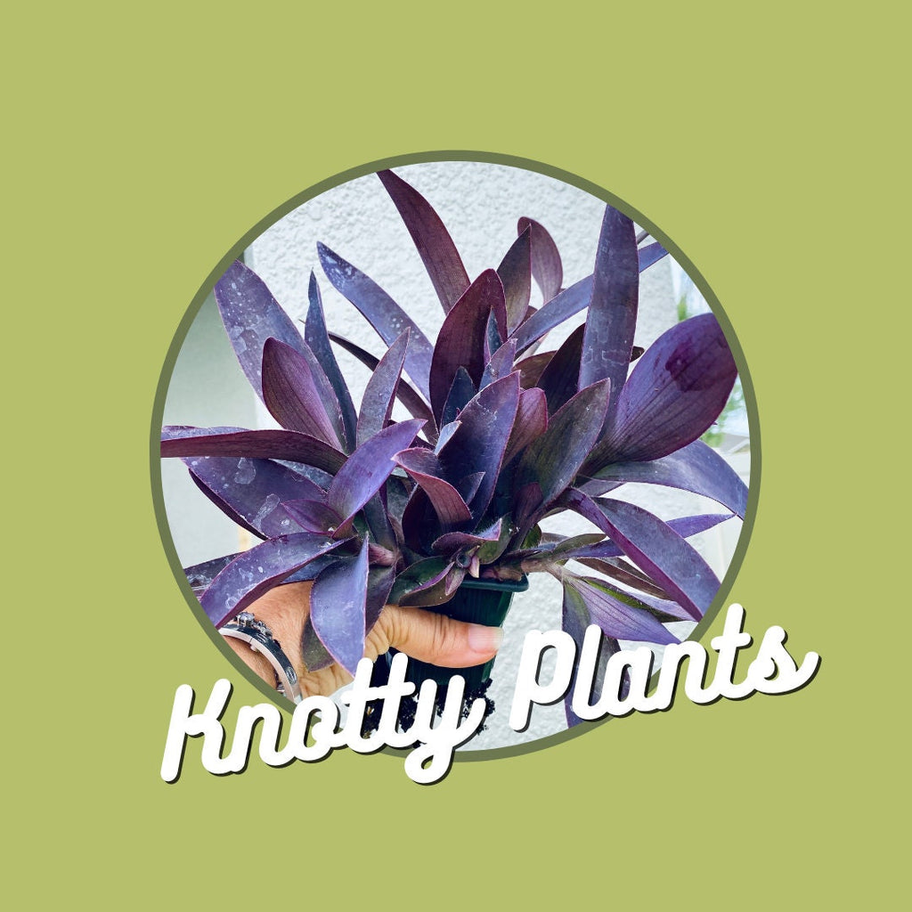 Quarterly Rare & Special Plant Subscription - 4 Inch Pot