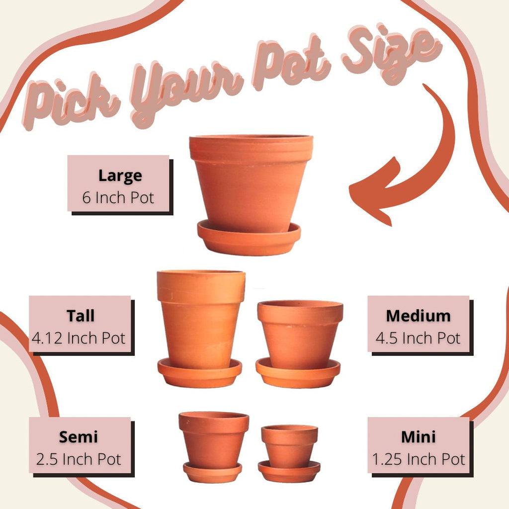 Unique Hand Painted Terracotta Pot for Plants - Pick Your Size