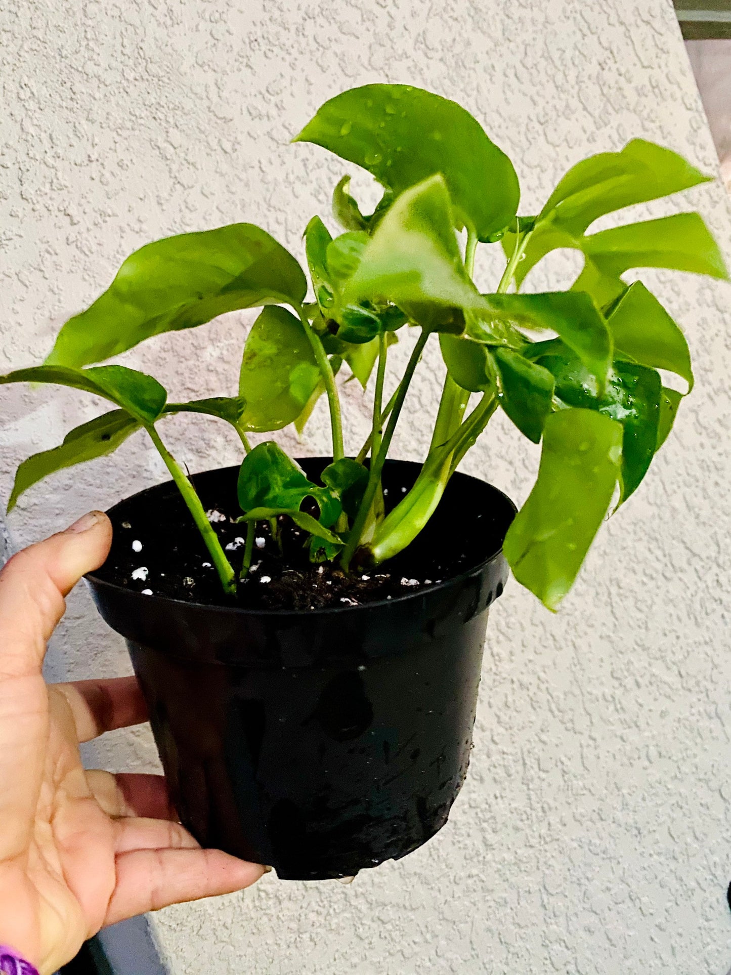 Beautiful Mini Monstera Cuttings - Rhaphidophora Tetrasperma