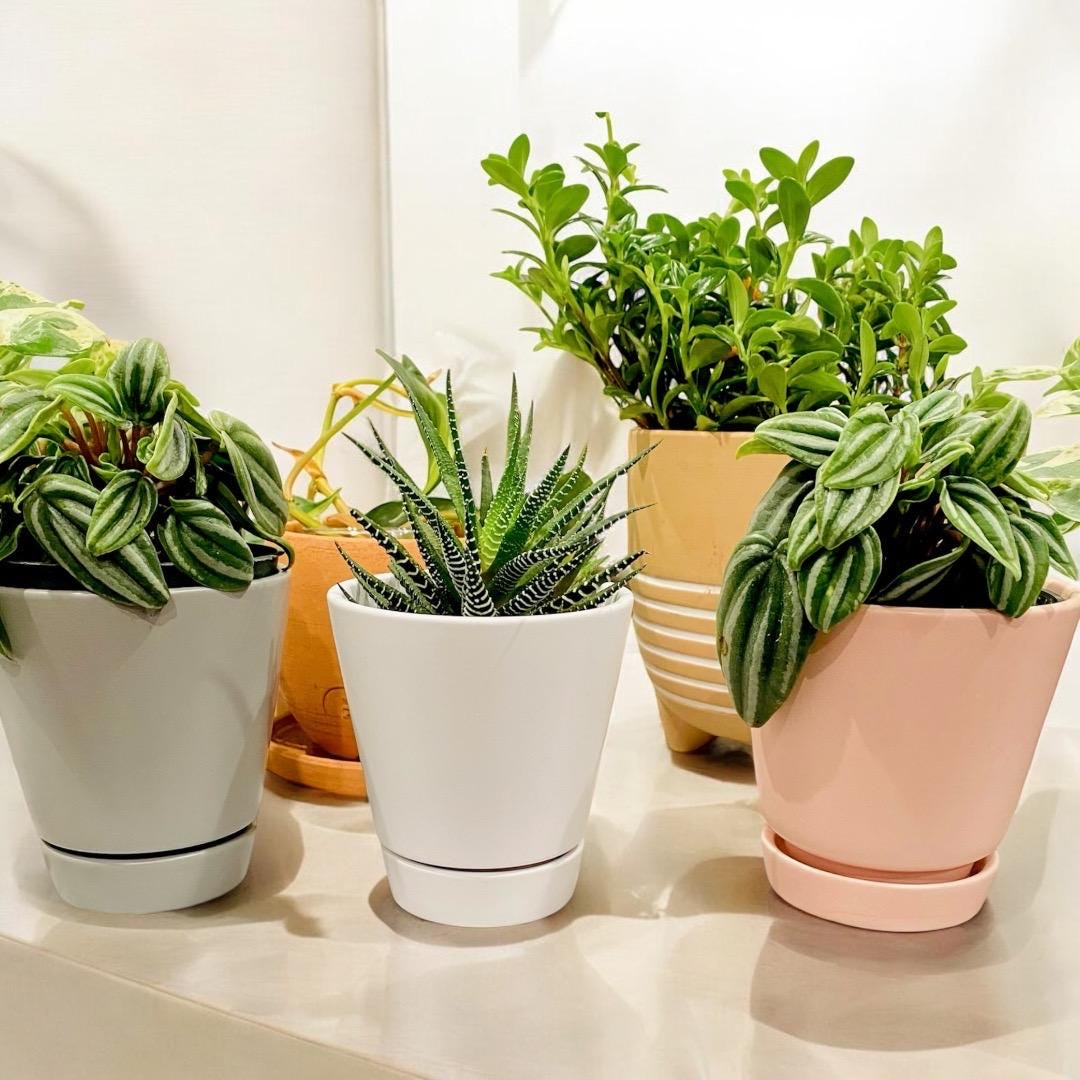 Peach/Cream/Gray Unique Planters - 4 Inch Pot w/ Saucer