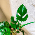 Beautiful Mini Monstera Cuttings - Rhaphidophora Tetrasperma