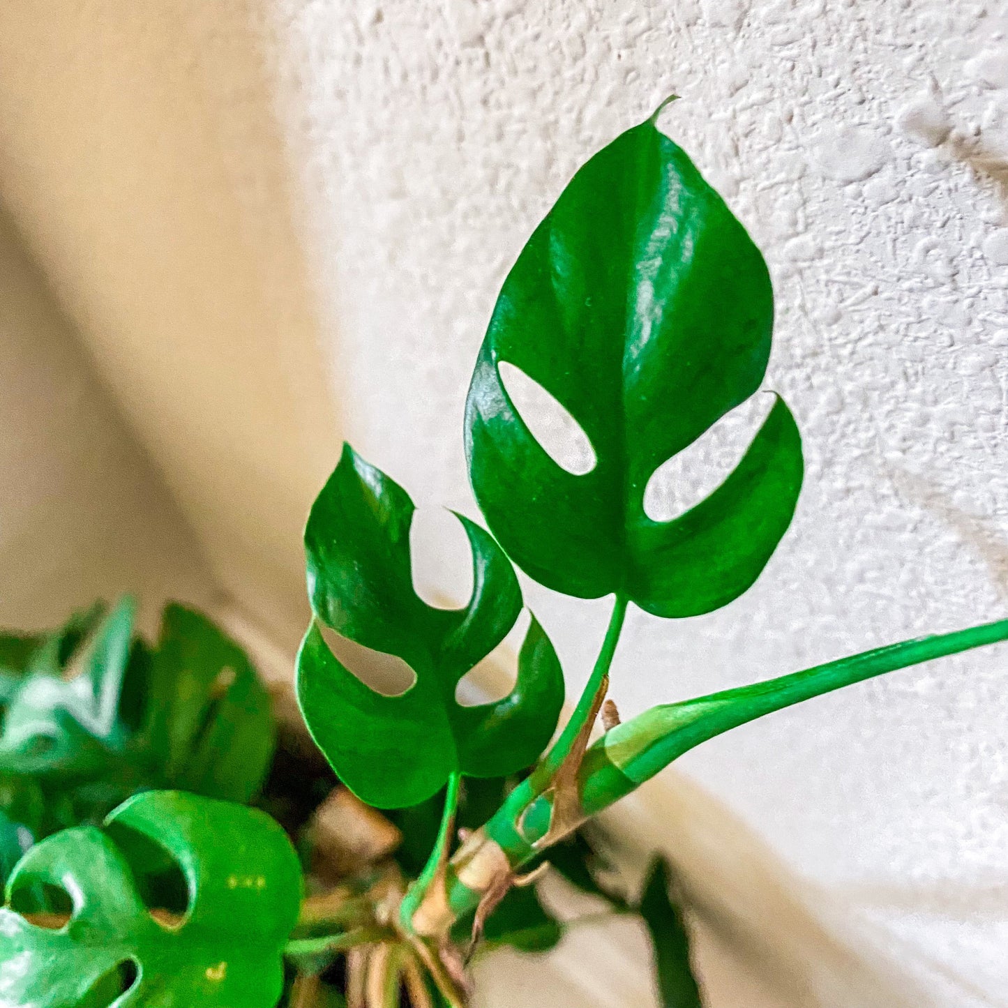 Beautiful Mini Monstera Cuttings - Rhaphidophora Tetrasperma