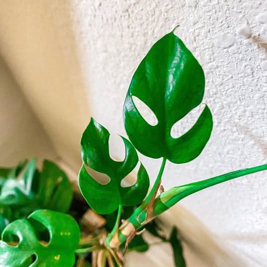Beautiful Mini Monstera Cuttings - Rhaphidophora Tetrasperma