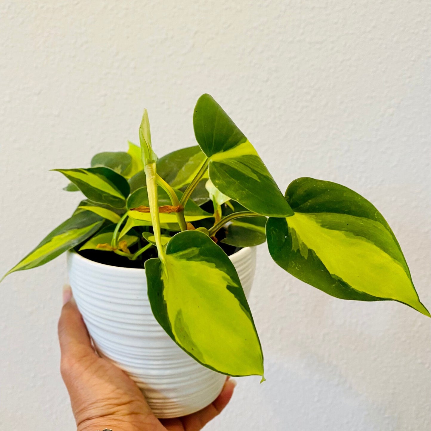 Mystery Cutting Edition - 2, 4, or 6 Cuttings Box