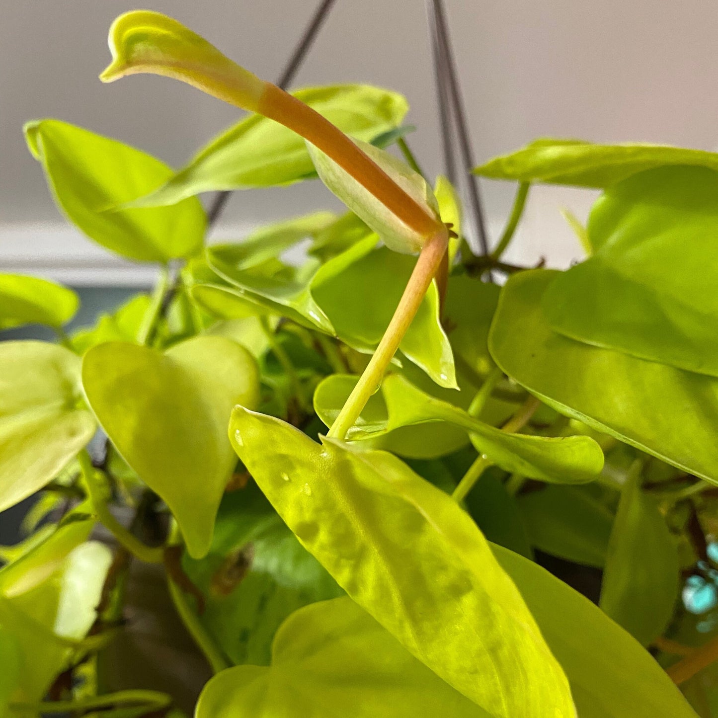 Mystery Cutting Edition - 2, 4, or 6 Cuttings Box
