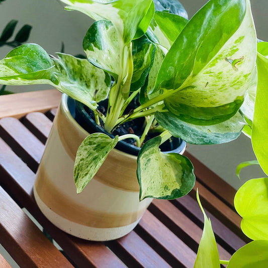 4-Inch Glazed Cream and White Two Textured Catcher Pot - Catch Pot