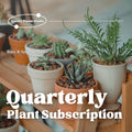 Quarterly Rare & Special Plant Subscription - 4 Inch Pot