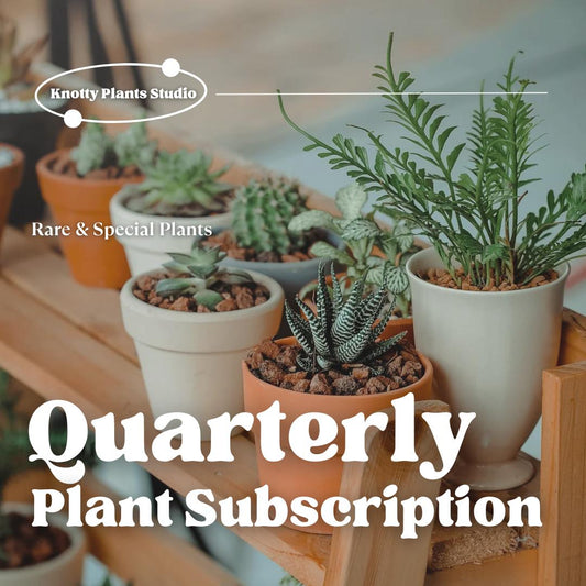 Quarterly Rare & Special Plant Subscription - 4 Inch Pot