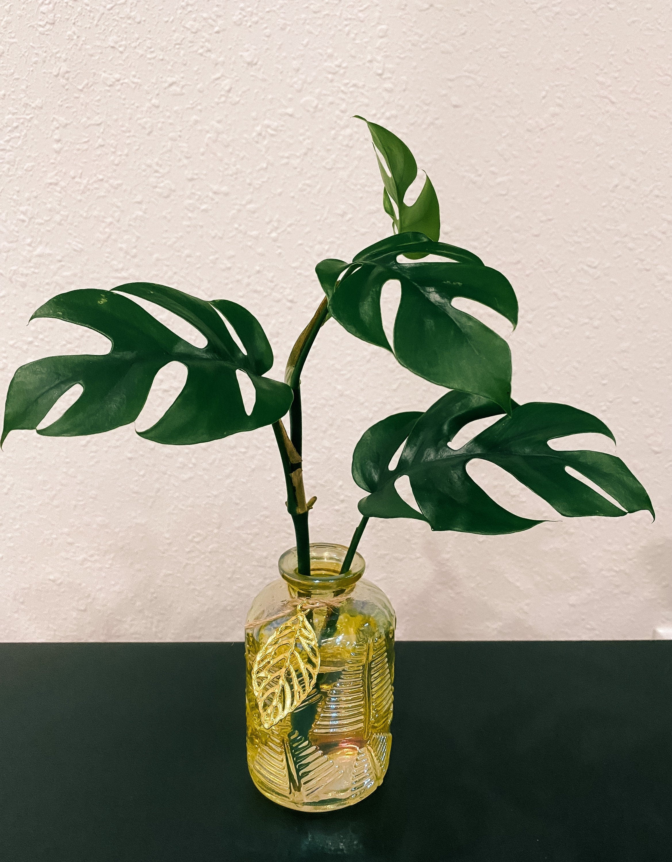 Gold Glass Propagation Container - Modern Leaf Vessel