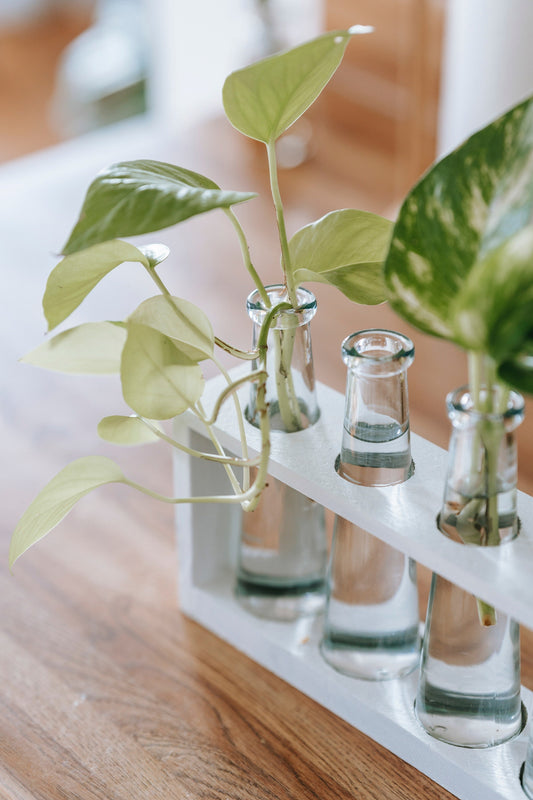 Iconic Golden Pothos