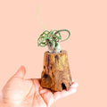 Wood Air Plant Holder