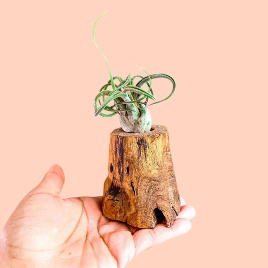 Wood Air Plant Holder