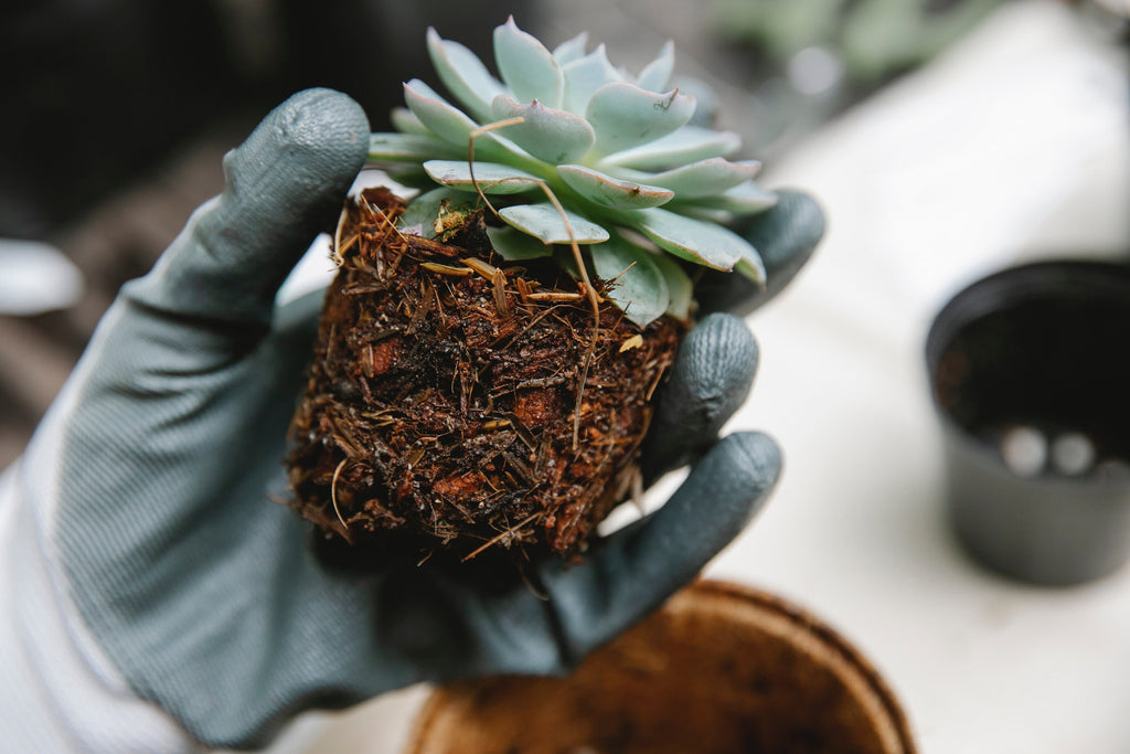 Cactus/Succulent Plant Soil Mix - Custom Soil - Organic