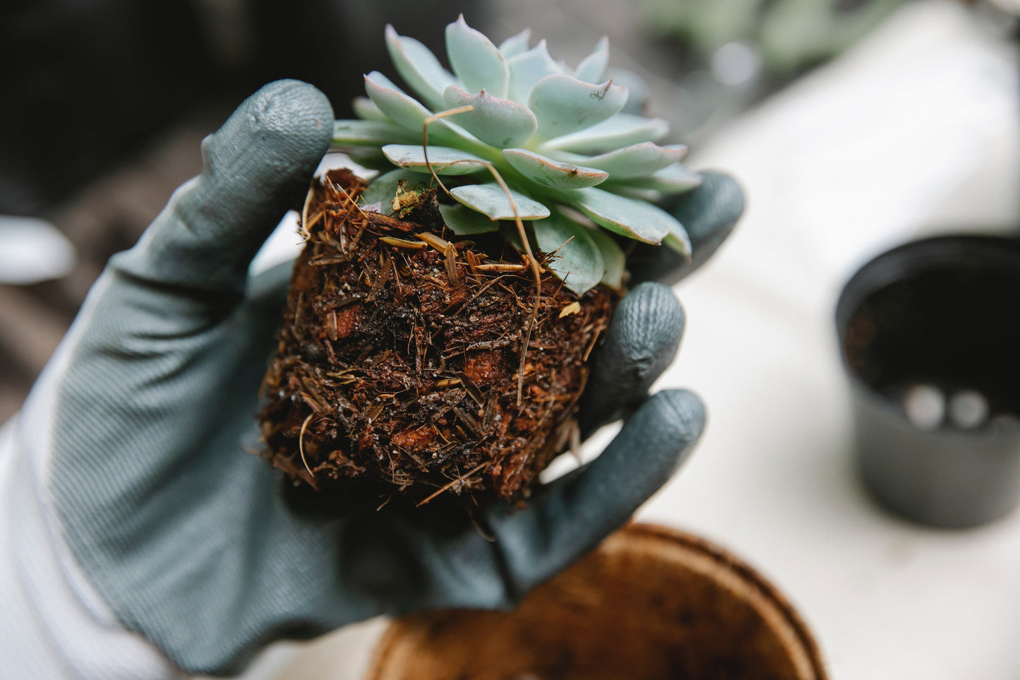 Cactus/Succulent Plant Soil Mix - Custom Soil - Organic