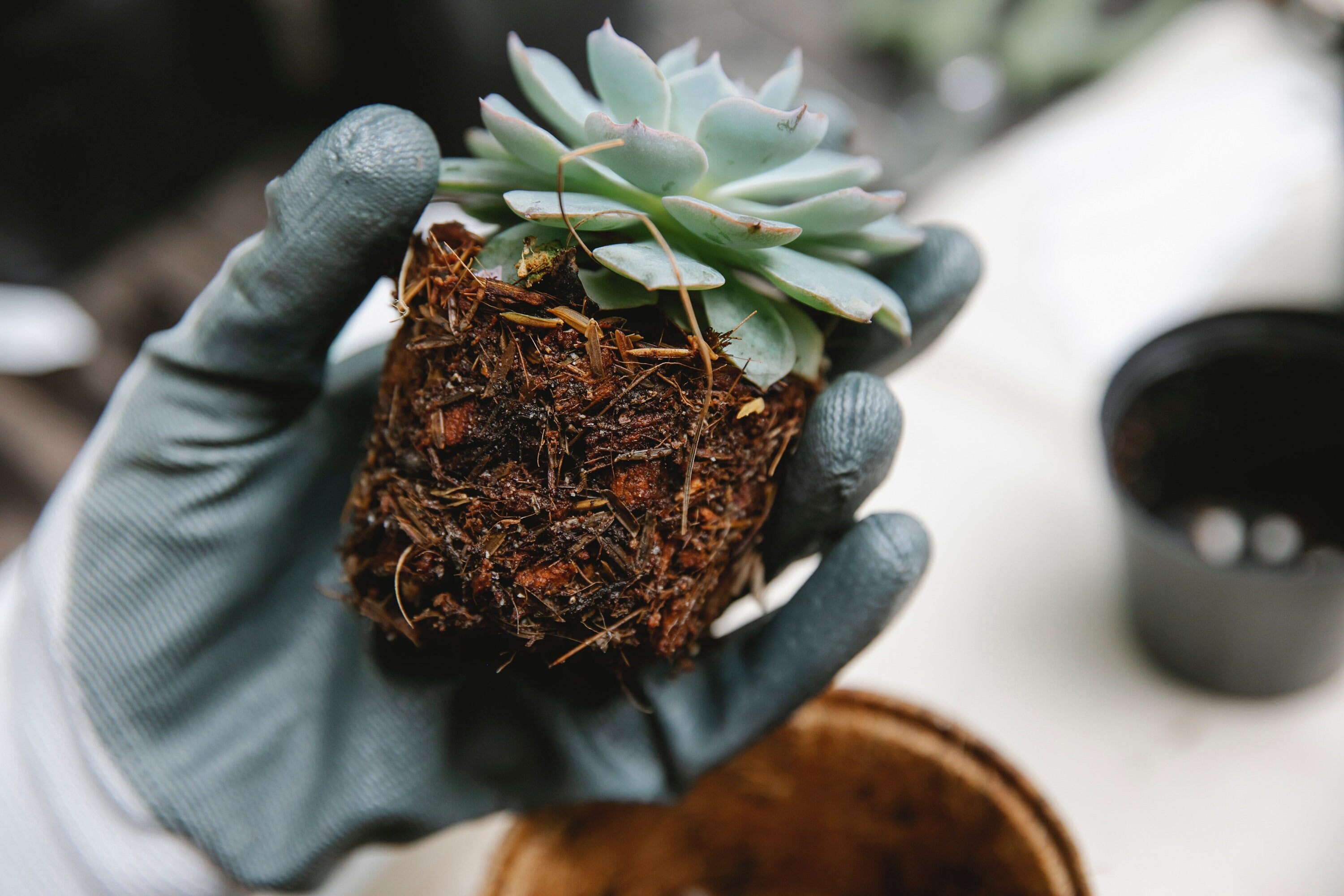 Cactus/Succulent Plant Soil Mix - Custom Soil - Organic